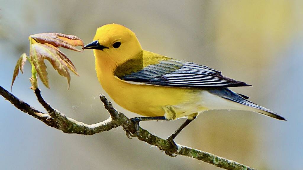 Prothonotary Warbler (Protonotaria citrea) (Explored) by DaveInman is licensed under CC BY-NC-ND 2.0